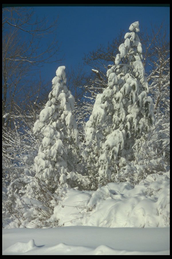 295025 Winter Snow scape, Quebec, Canada A4 Photo Print