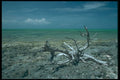 295030 Desert Beach, Andross Island, Bahamas A4 Photo Print