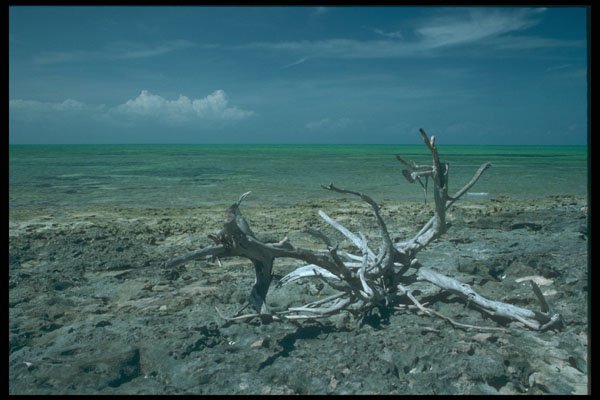 295030 Desert Beach, Andross Island, Bahamas A4 Photo Print