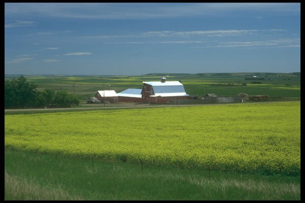 295046 Rapeseed Fields And Farmland, Alberta, Canada A4 Photo Print