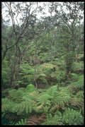 295052 Tropical Rain Forest At Angel Falls, Hawaii, U.S.A. A4 Photo Print