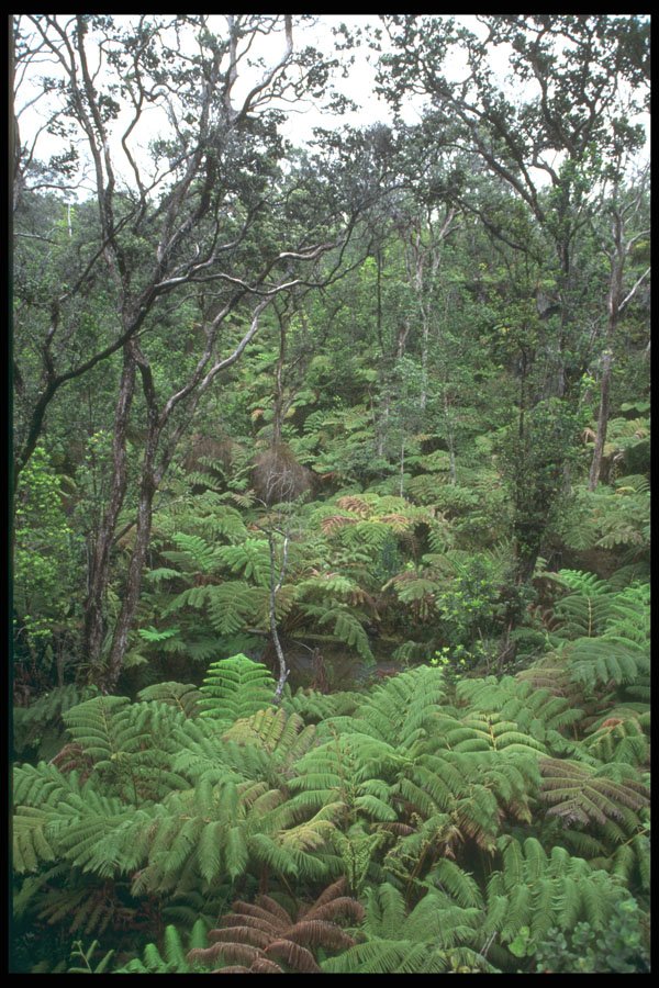 295052 Tropical Rain Forest At Angel Falls, Hawaii, U.S.A. A4 Photo Print