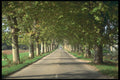 295059 Tree lined Street, Provence, France A4 Photo Print