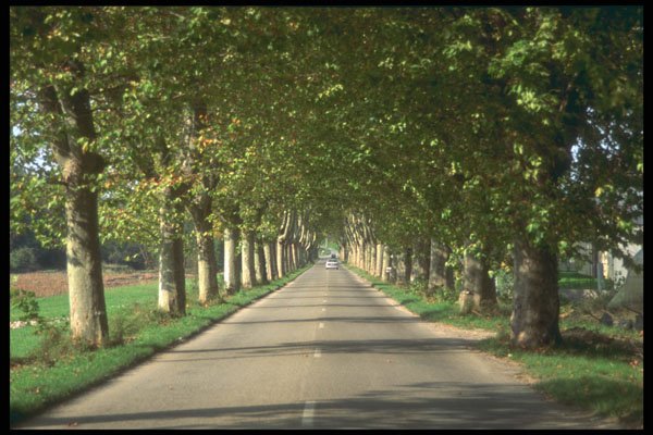 295059 Tree lined Street, Provence, France A4 Photo Print