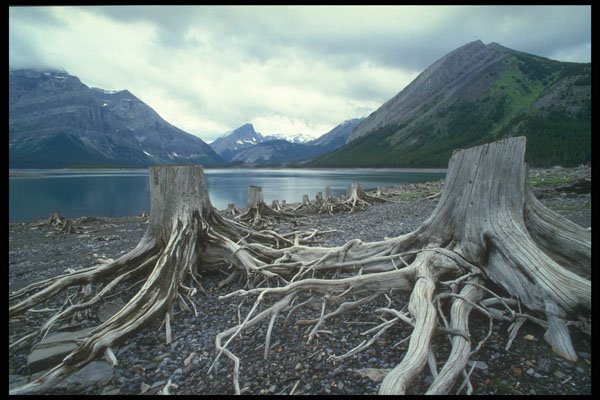 295083 Drift Wood, Alberta, Canada A4 Photo Print