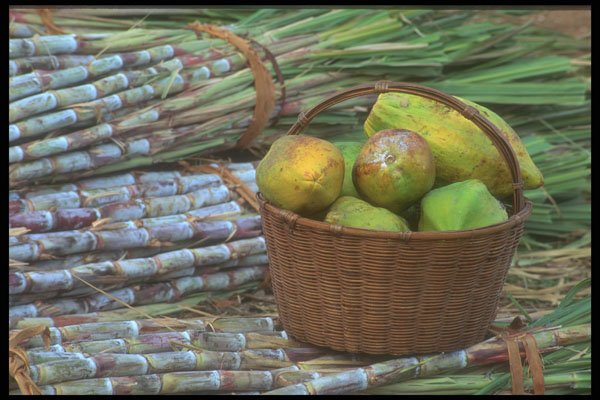 296002 Sugar Cane And Basket Of Fruit A4 Photo Print