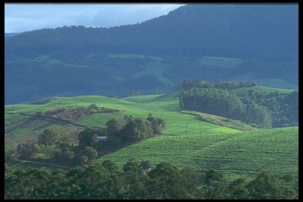 296004 Tea Plantations, Honde Valley A4 Photo Print
