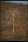 296006 Tree Skeleton, Near Cariba A4 Photo Print