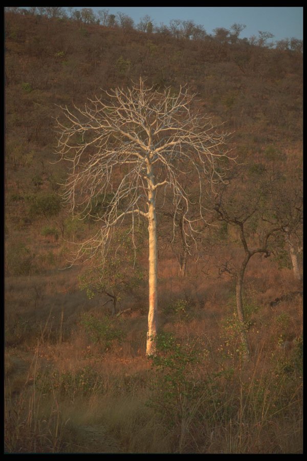 296006 Tree Skeleton, Near Cariba A4 Photo Print