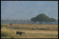 296007 Cape Buffalo, Ruchomechi Camp A4 Photo Print
