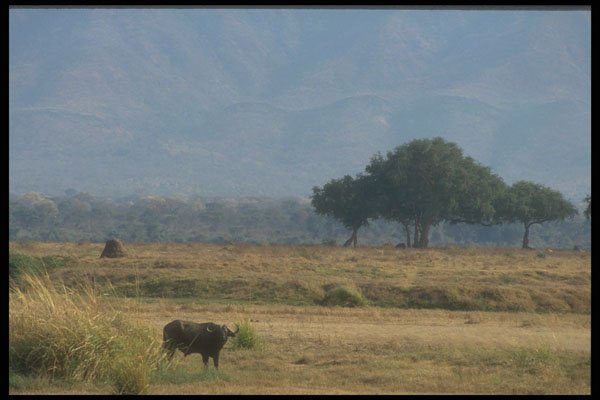 296007 Cape Buffalo, Ruchomechi Camp A4 Photo Print
