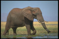 296009 Elephant Collecting Food, Fothergill Island A4 Photo Print