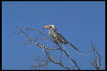 296014 Yellow billed Hornbill A4 Photo Print