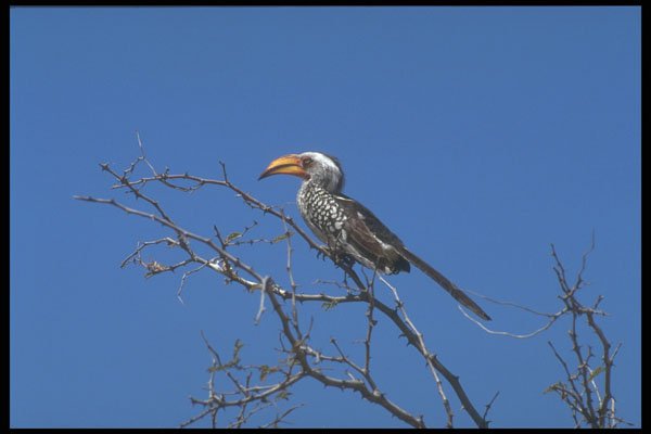 296014 Yellow billed Hornbill A4 Photo Print