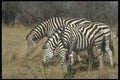 296016 Burchell's Zebras, Hwange National Park A4 Photo Print