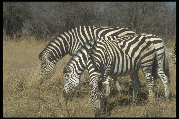 296016 Burchell's Zebras, Hwange National Park A4 Photo Print