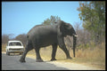296028 Elephant Crossing, Hwange National Park A4 Photo Print