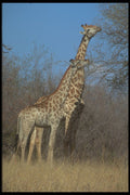 296035 Giraffes, Hwange National Park A4 Photo Print