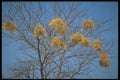 296036 Weaver Nests, Zambezi A4 Photo Print