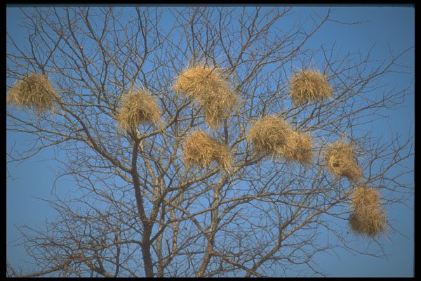 296036 Weaver Nests, Zambezi A4 Photo Print