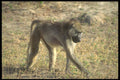 296043 Baboon, Hwange National Park A4 Photo Print