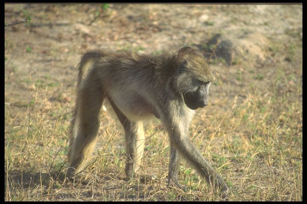 296043 Baboon, Hwange National Park A4 Photo Print