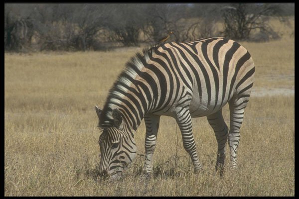 296044 Zebra With Ox Pecker A4 Photo Print