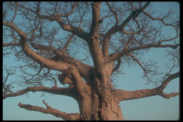 296046 Branches Of A Baobob Tree A4 Photo Print