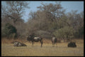 296048 Wildebeast A4 Photo Print