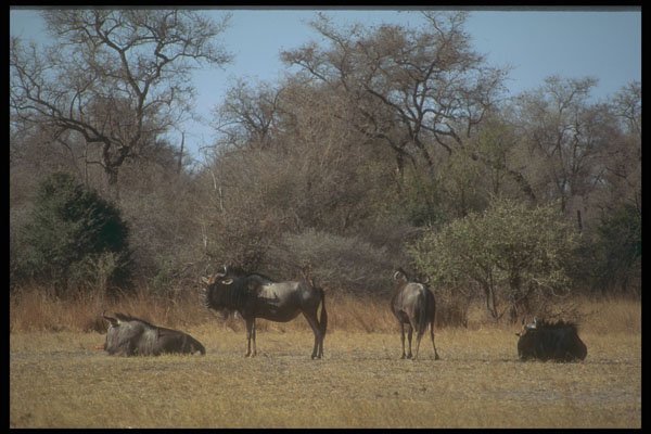 296048 Wildebeast A4 Photo Print
