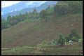 296051 After The Harvest, Tea Plantations A4 Photo Print