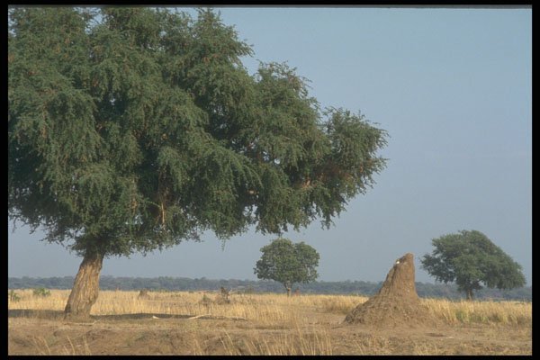 296056 Landscape Along The Zambezi River A4 Photo Print