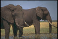 296059 Elephants Feeding, Fothergill Island A4 Photo Print