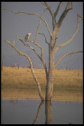 296061 Heron On Dead Tree A4 Photo Print