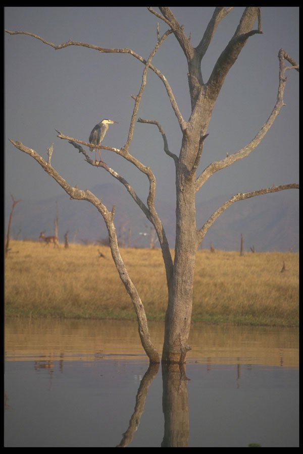 296061 Heron On Dead Tree A4 Photo Print