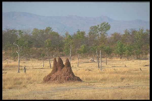 296063 Fothergill Island, Termite Mound A4 Photo Print