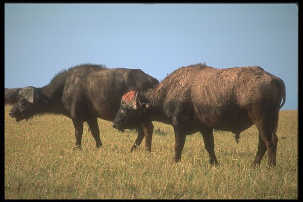 296064 Cape Buffalo A4 Photo Print