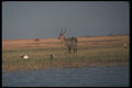 296068 Ringed Waterbuck A4 Photo Print