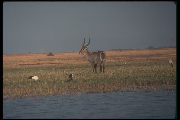 296068 Ringed Waterbuck A4 Photo Print