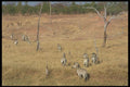 296069 Zebras And Impalas A4 Photo Print