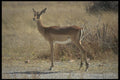 296071 Impala At Whange National Park A4 Photo Print
