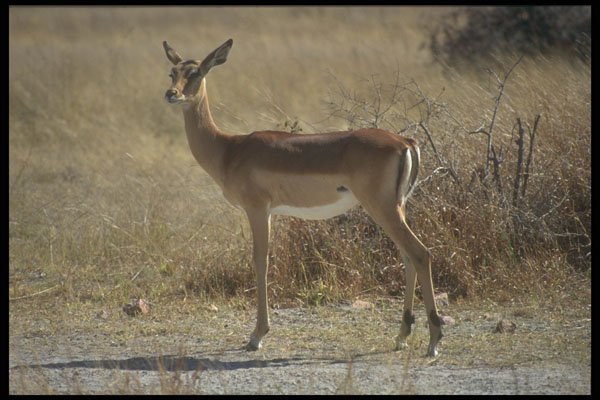 296071 Impala At Whange National Park A4 Photo Print