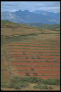 296073 Field In The Valley A4 Photo Print