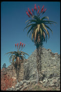 296075 Aloe Trees A4 Photo Print