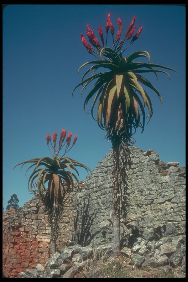 296075 Aloe Trees A4 Photo Print
