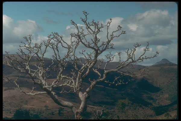 296085 Bare branched Tree A4 Photo Print
