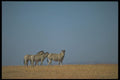 296086 Burchell's Zebras A4 Photo Print