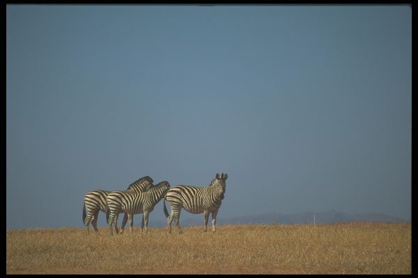 296086 Burchell's Zebras A4 Photo Print