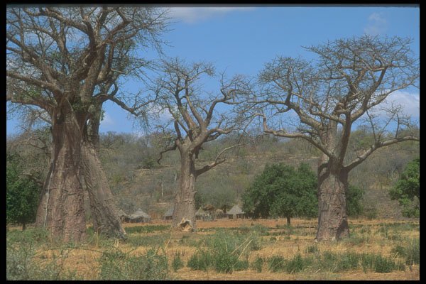 296087 Baobob Trees Near Whange A4 Photo Print
