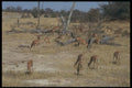 296091 Impala, Grazing A4 Photo Print